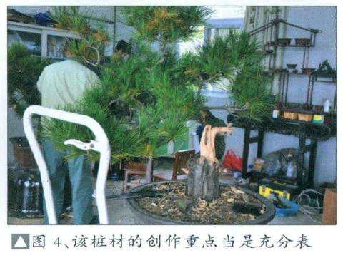 该盆景桩材的制作重点