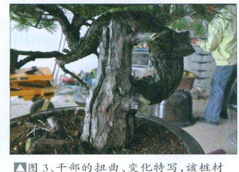 盆景干部的扭曲