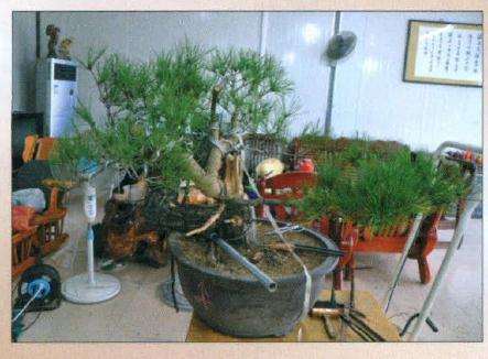 盆景拿弯过程中对枝干的包扎十分重要