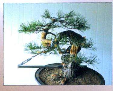 盆景蟠扎造型的后各面效果图
