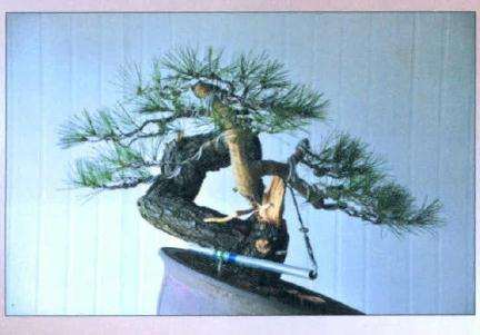 盆景蟠扎造型的后各面效果图