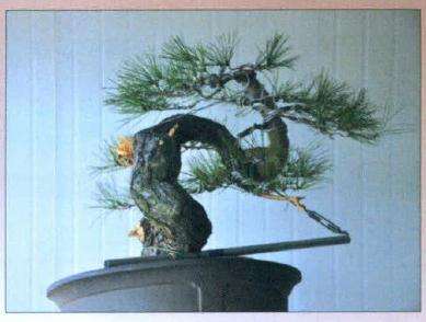 盆景蟠扎造型的后各面效果图