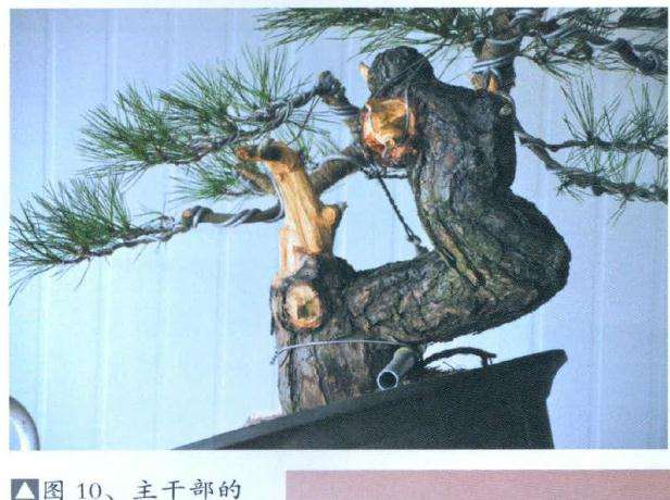 盆景主干部的变化走势