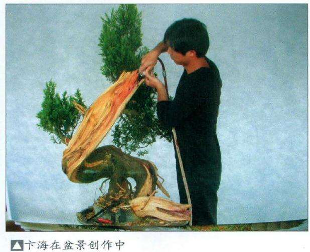 盆景的制作是一个不断改进不断完善的过程