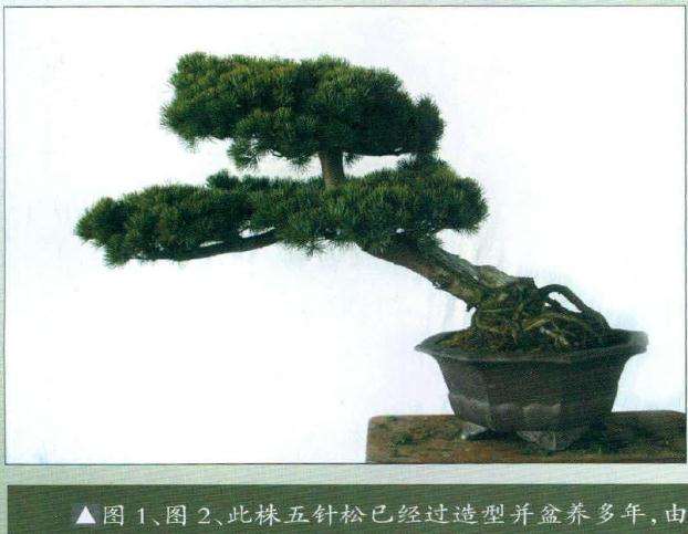 五针松已经过造型并盆养多年