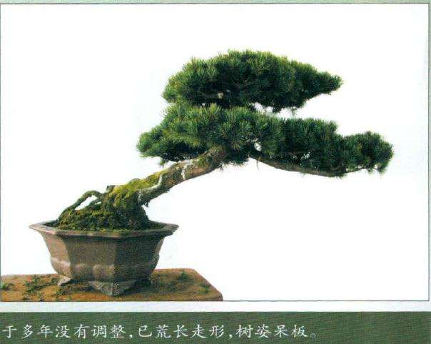 五针松已经过造型并盆养多年
