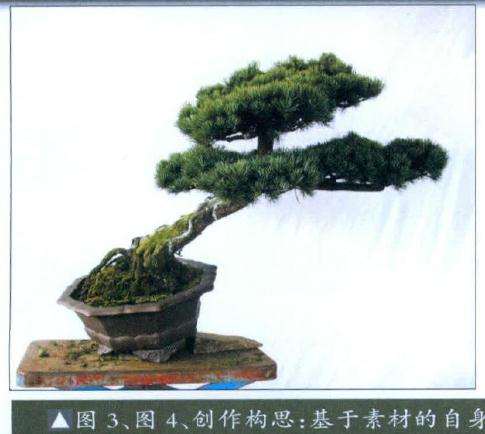 图解 本人对五针松盆景的2次制作过程