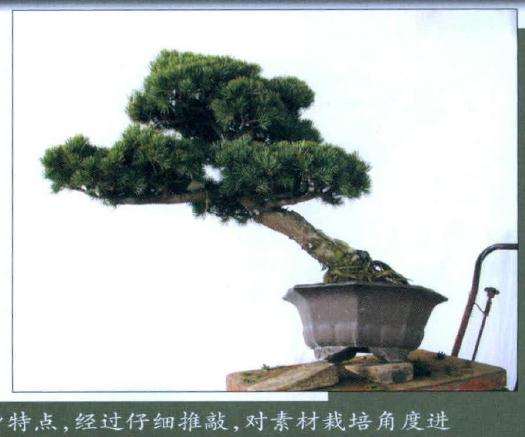 基于盆景素材的自身特