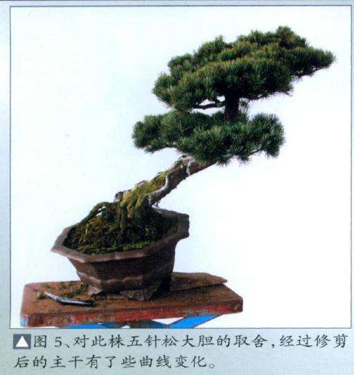 对此株五针松大胆的取舍
