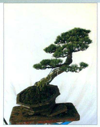 盆景正反面效果图