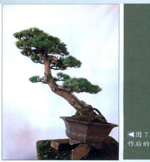 盆景正反面效果图