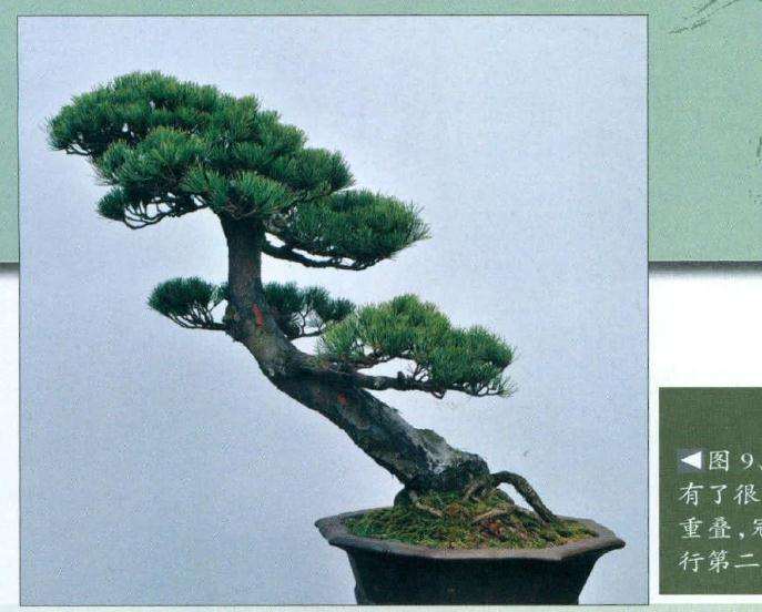 盆景换盆一年后的效果图