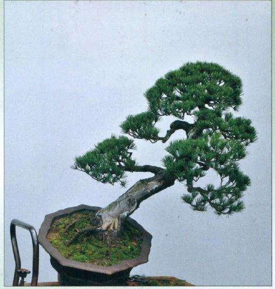 对盆景素材栽培角度进行再次调整