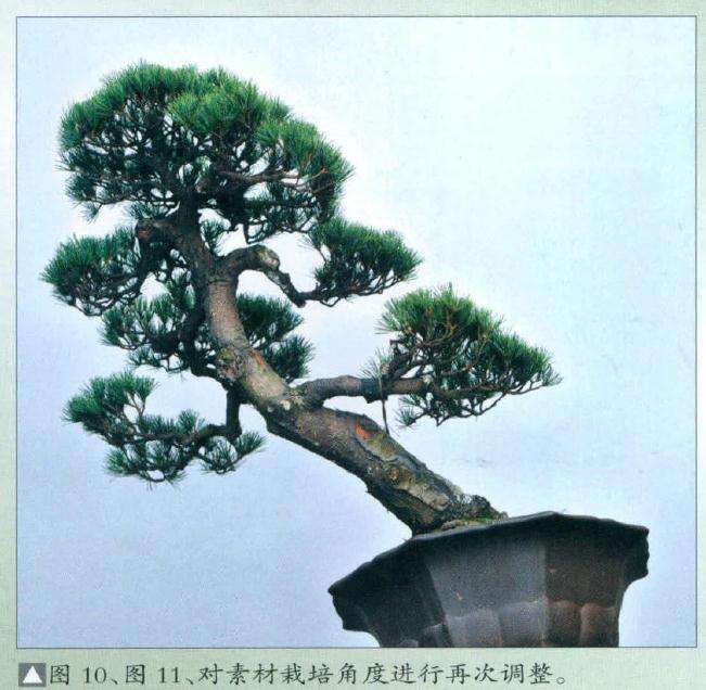对盆景素材栽培角度进行再次调整