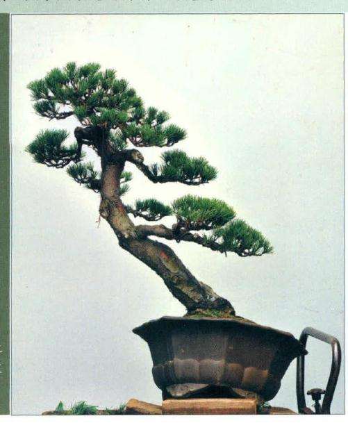 盆景进行蟠扎制作后的效果图