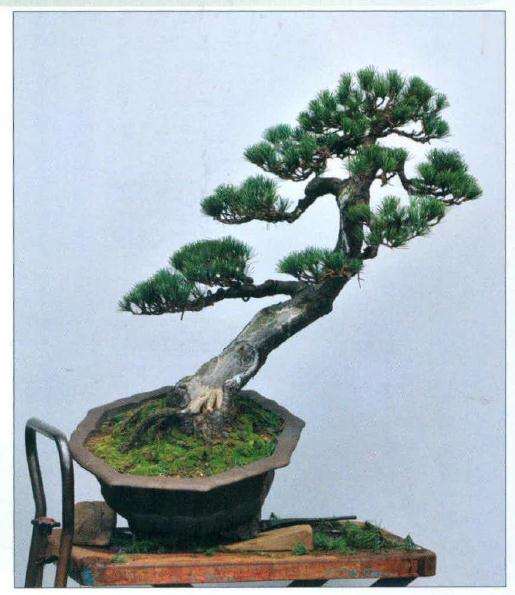 盆景进行蟠扎制作后的效果图