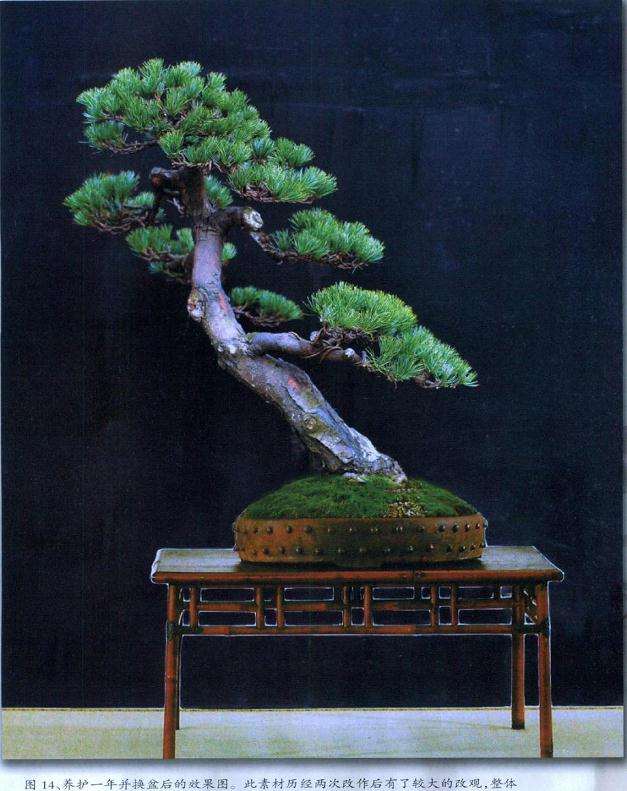 养护一年并换盆后的盆景效果图