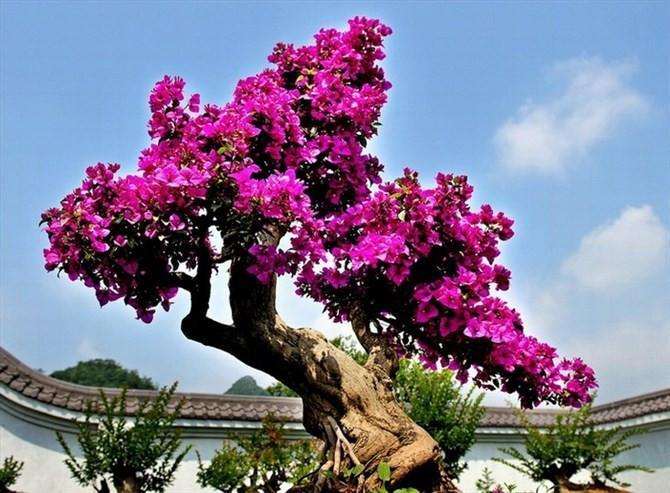 三角梅盆景怎么修剪