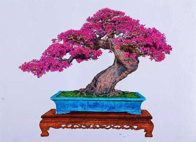 三角梅盆景怎么催花