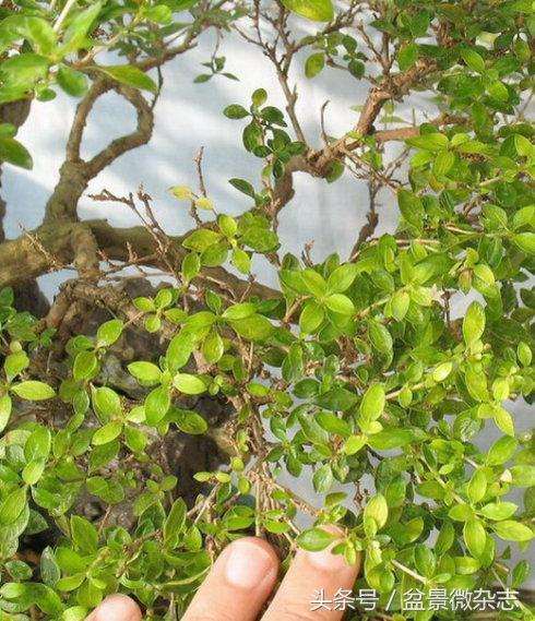 用岭南盆景方法修剪的一盆六月雪 图片