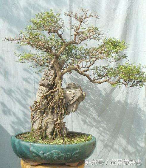用岭南盆景方法修剪的一盆六月雪 图片