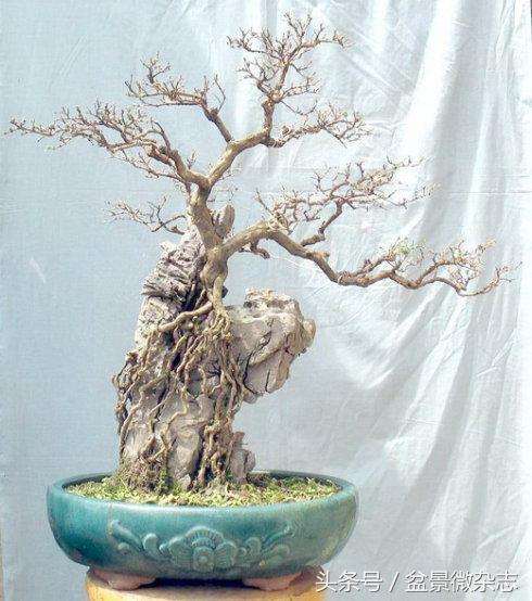 用岭南盆景方法修剪的一盆六月雪 图片