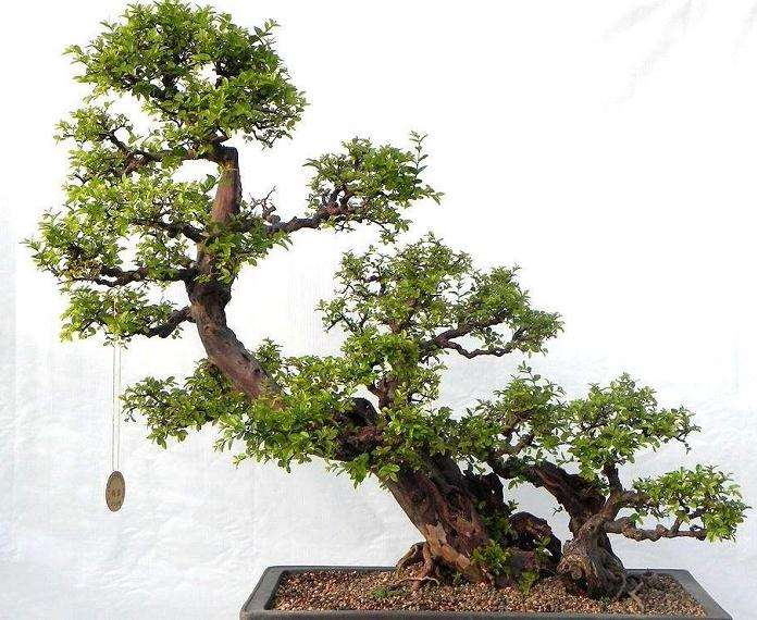 盆景树木生长时怎么防治病虫害