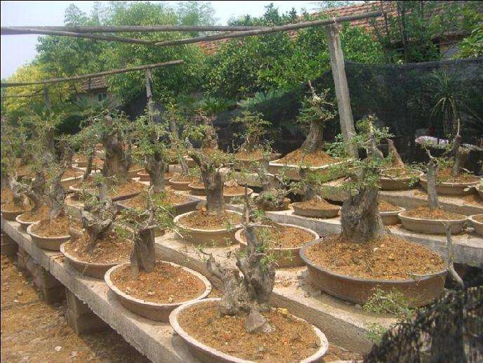 花木类盆景怎么促进花芽分化