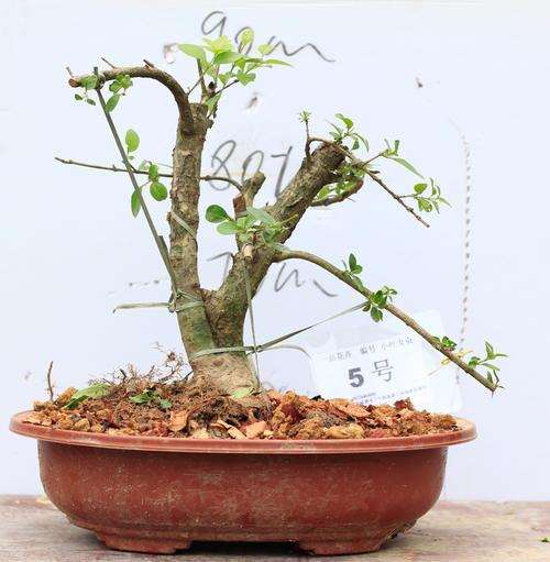 女贞盆景怎么嫁接的2个方法