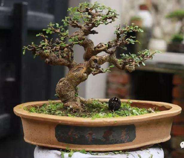 盆景怎么造型的7个艺术手法