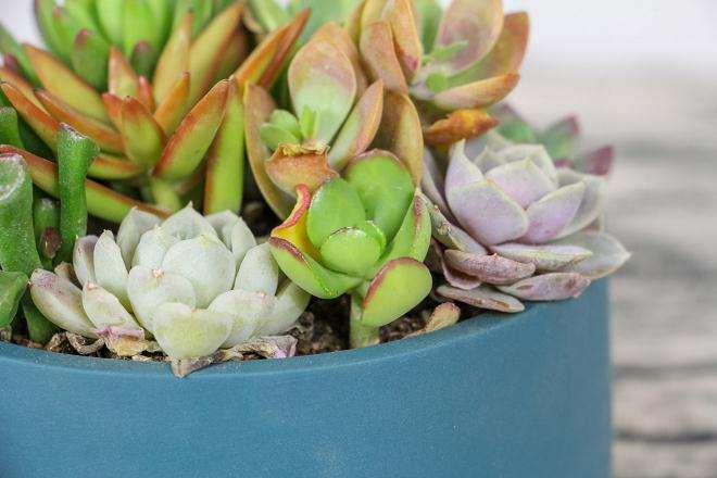 图解 多肉植物根系怎么清洗的10个步骤