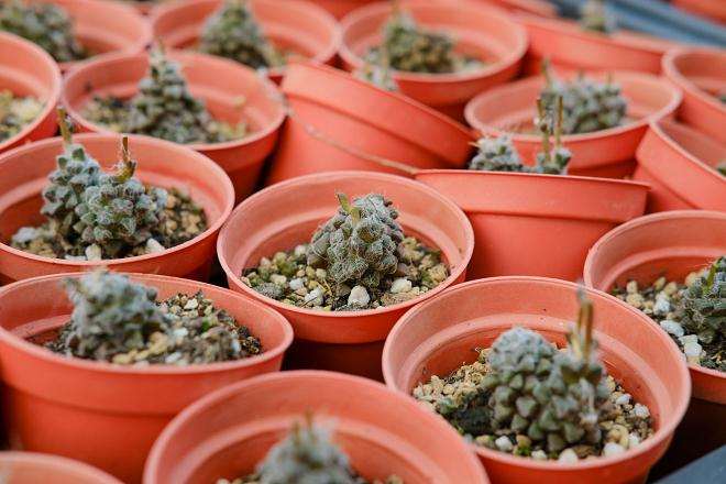 图解 多肉植物根系怎么清洗的10个步骤