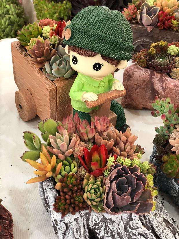 图解 多肉植物根系怎么清洗的10个步骤