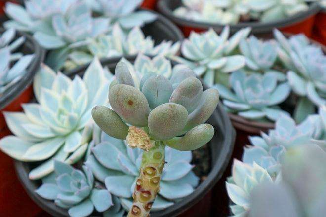 图解 多肉植物根系怎么清洗的10个步骤