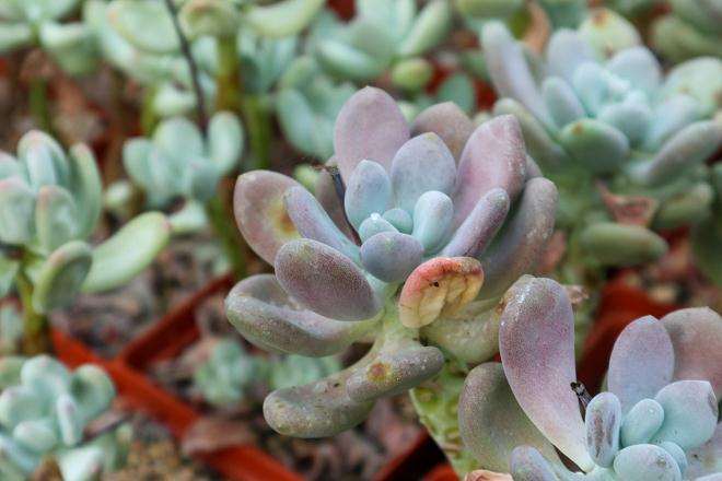 图解 多肉植物根系怎么清洗的10个步骤