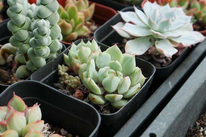 图解 多肉植物根系怎么清洗的10个步骤