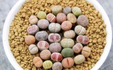 多肉使用什么盆器根系最容易呼吸 图片