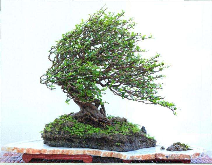 风动式盆景怎么蟠扎造型的方法