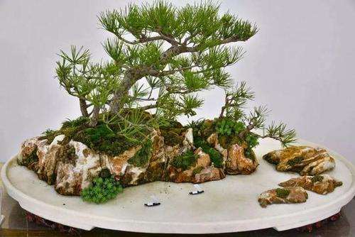 盆景造型的类型有哪4个种 图片