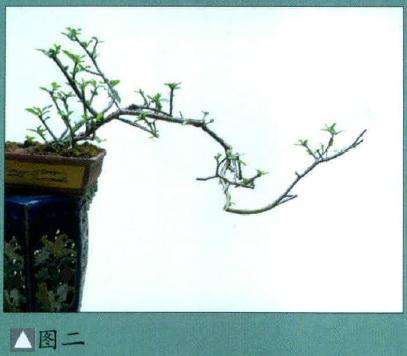 韩学年 素仁盆景杂乱枝条怎么取舍