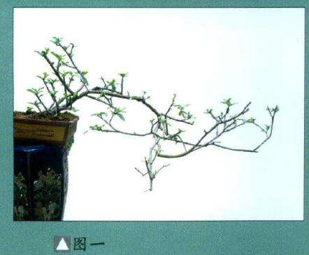 韩学年 素仁盆景杂乱枝条怎么取舍