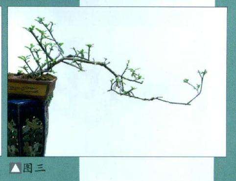 韩学年 素仁盆景杂乱枝条怎么取舍