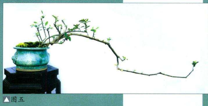 韩学年 素仁盆景杂乱枝条怎么取舍