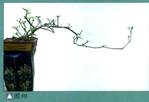韩学年 素仁盆景杂乱枝条怎么取舍