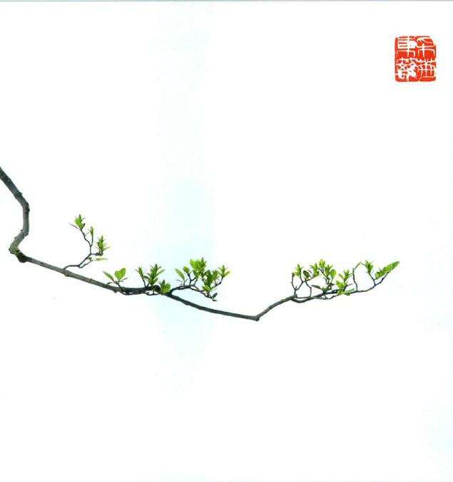 韩学年 素仁盆景杂乱枝条怎么取舍