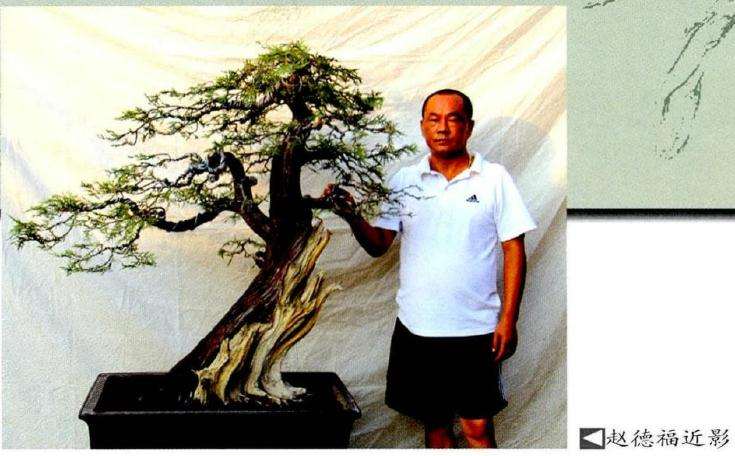 图解 侧柏盆景泰岳风骨怎么制作的8个过程
