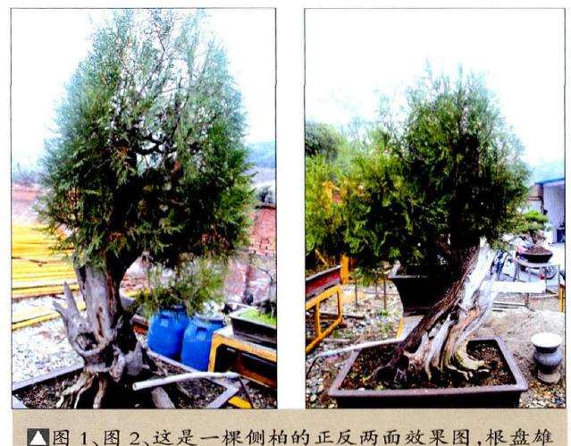 侧柏的正反两面效果图