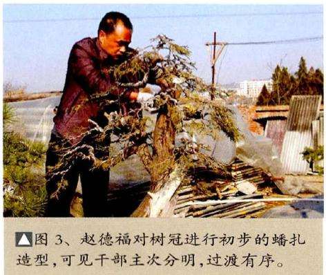 盆景初步的蟠扎造型