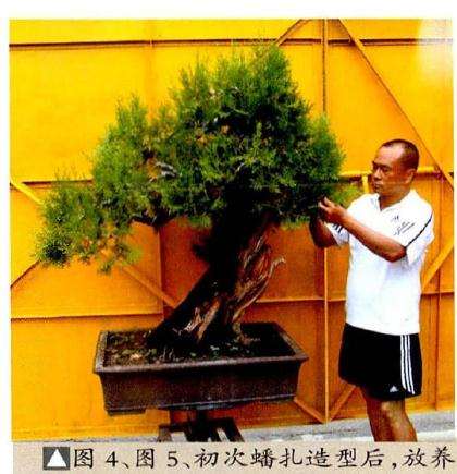 图解 侧柏盆景泰岳风骨怎么制作的8个过程