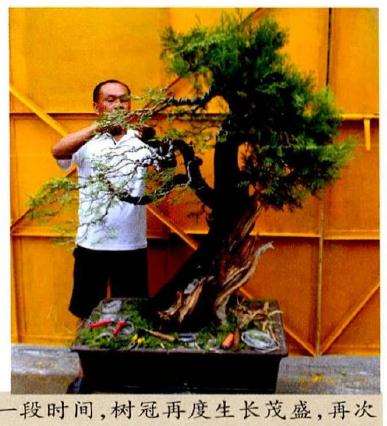 盆景初次蟠扎造型后